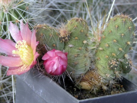 Tephrocactus subterraneus (R. E. Fries) Backeberg, in Backeberg et Knuth, Kaktus-ABC, 110., 1935